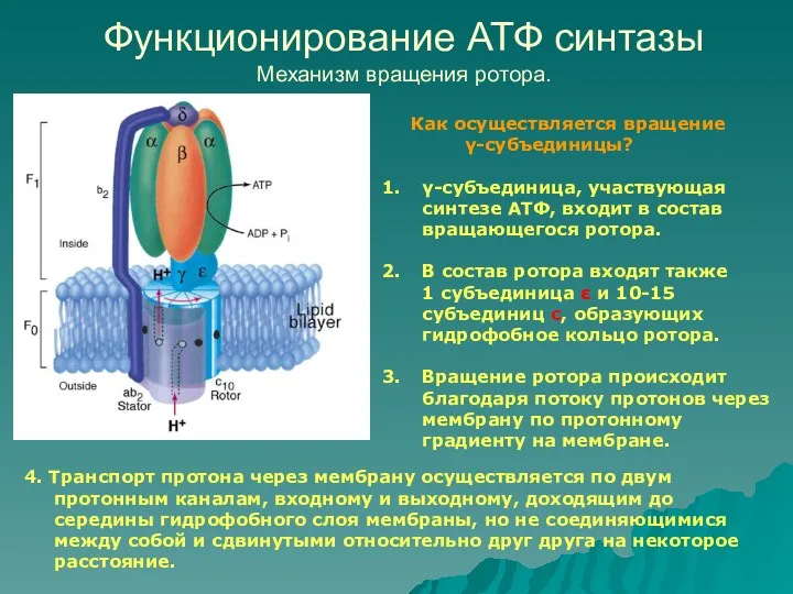 Функционирование АТФ синтазы Механизм вращения ротора. Как осуществляется вращение γ-субъединицы?