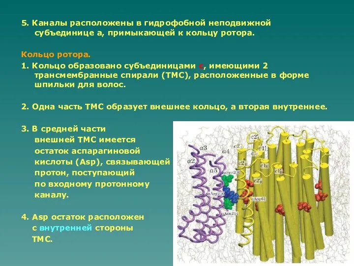 5. Каналы расположены в гидрофобной неподвижной субъединице а, примыкающей к