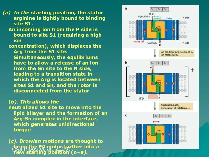 In the starting position, the stator arginine is tightly bound