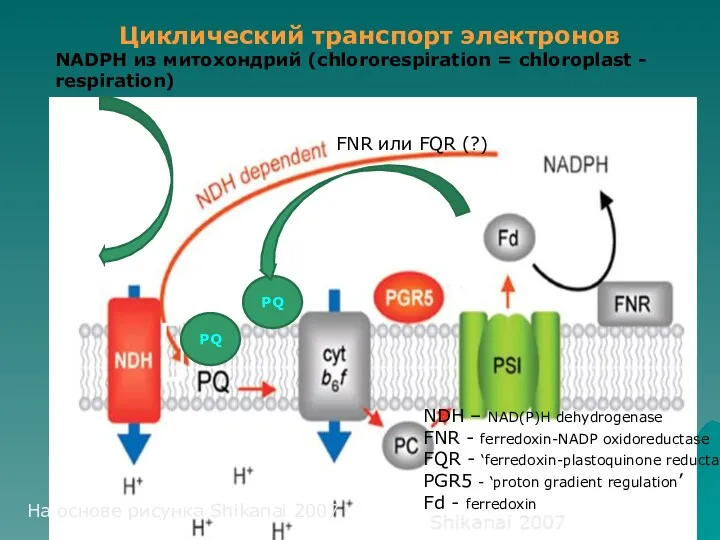 PQ PQ FNR или FQR (?) Циклический транспорт электронов NDH