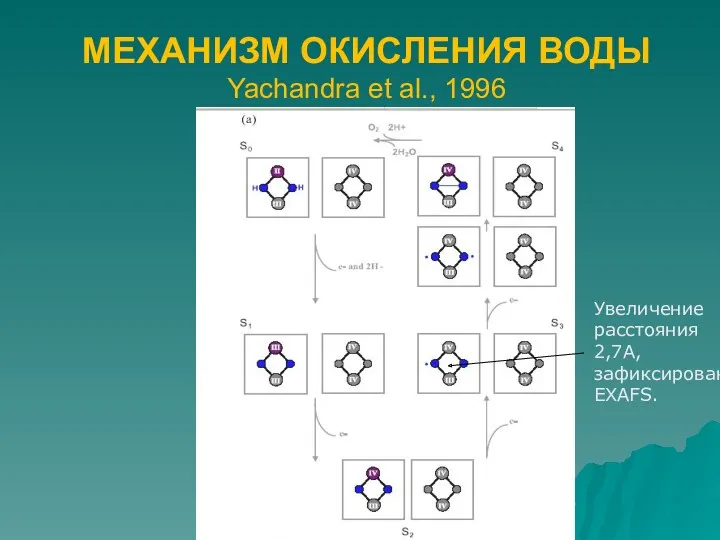 МЕХАНИЗМ ОКИСЛЕНИЯ ВОДЫ Yachandra et al., 1996 Увеличение расстояния 2,7А, зафиксированное EXAFS.