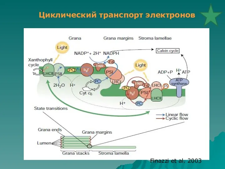 Finazzi et al. 2003 Циклический транспорт электронов