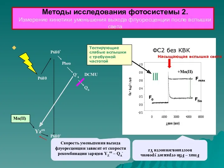 Yzox DCMU P680+ Mn(II) P680* Pheo Q-a Qb P680 Скорость