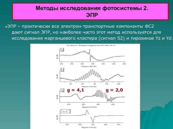 Методы исследования фотосистемы 2. ЭПР ЭПР – практически все электрон-транспортные