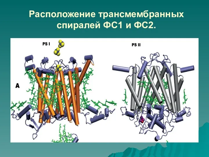 Расположение трансмембранных спиралей ФС1 и ФС2.