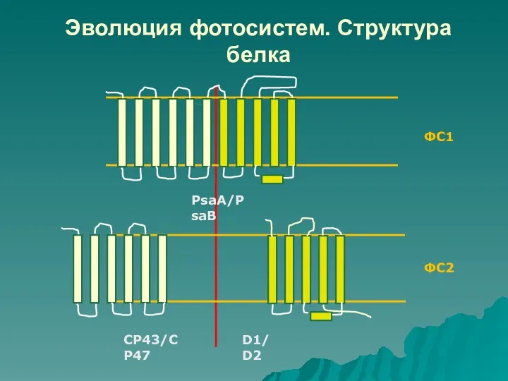 Эволюция фотосистем. Структура белка ФС1 ФС2 СР43/CP47 D1/D2 PsaA/PsaB