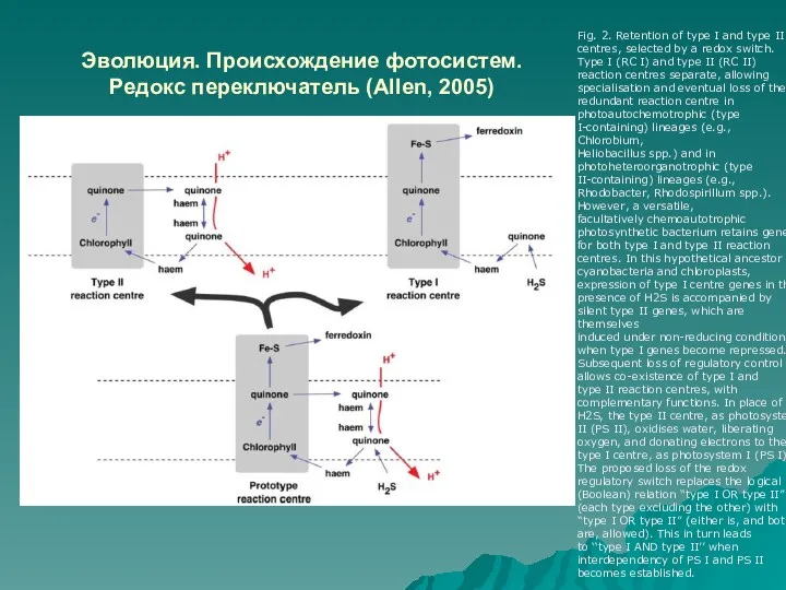 Эволюция. Происхождение фотосистем. Редокс переключатель (Allen, 2005) Fig. 2. Retention