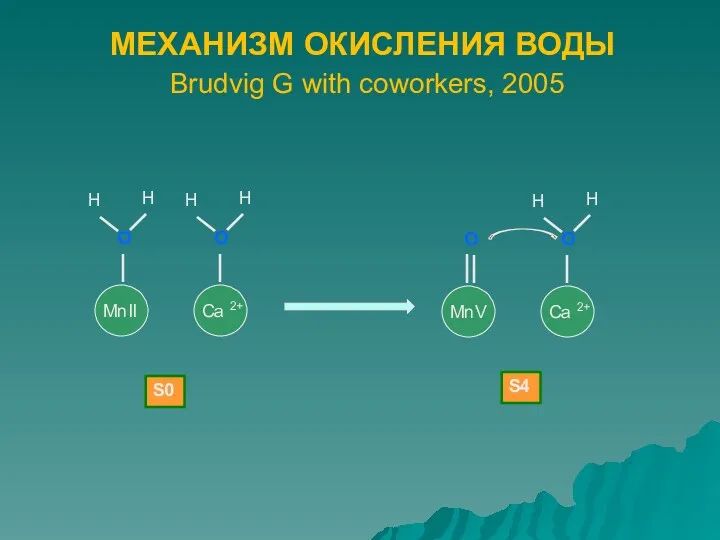 МЕХАНИЗМ ОКИСЛЕНИЯ ВОДЫ Brudvig G with coworkers, 2005