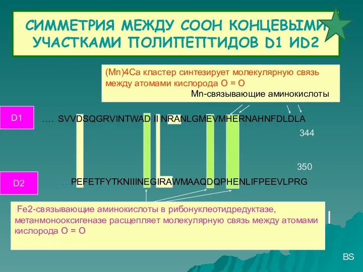 СИММЕТРИЯ МЕЖДУ СООН КОНЦЕВЫМИ УЧАСТКАМИ ПОЛИПЕПТИДОВ D1 ИD2 D1 ….