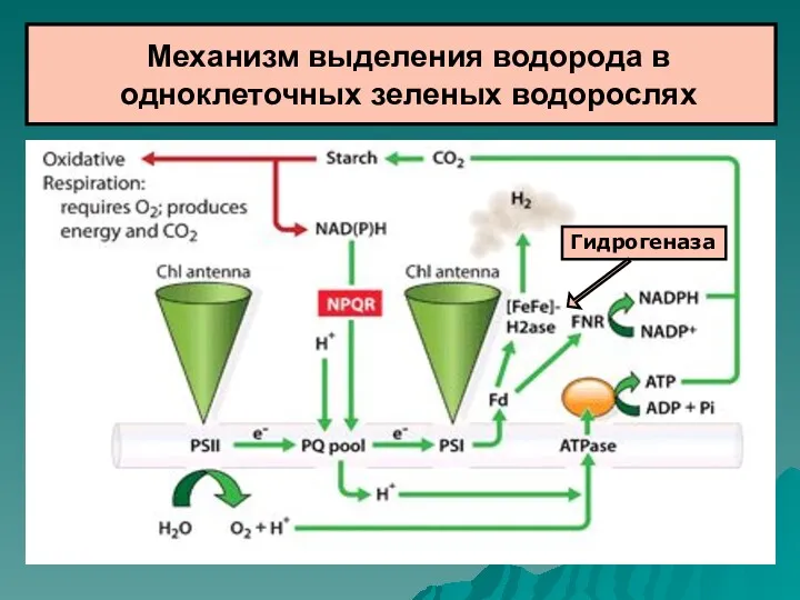 Механизм выделения водорода в одноклеточных зеленых водорослях Гидрогеназа