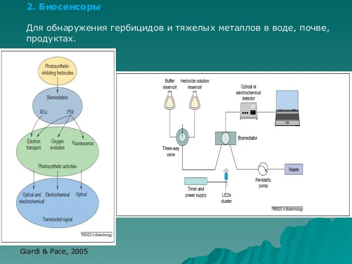 2. Биосенсоры. Для обнаружения гербицидов и тяжелых металлов в воде, почве, продуктах. Giardi & Pace, 2005