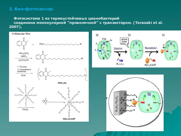 3. Био-фотосенсор. Фотосистема 1 из термоустойчивых цианобактерий соединена молекулярной “проволочкой” с транзистором. (Terasaki et al. 2007).