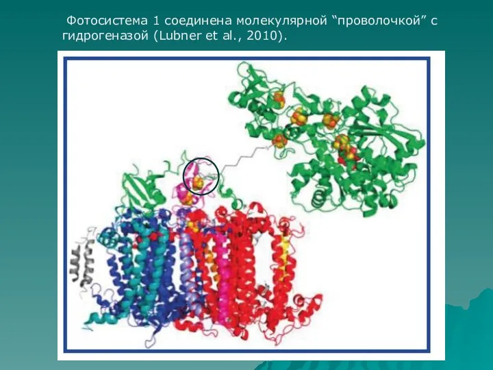 Фотосистема 1 соединена молекулярной “проволочкой” с гидрогеназой (Lubner et al., 2010).