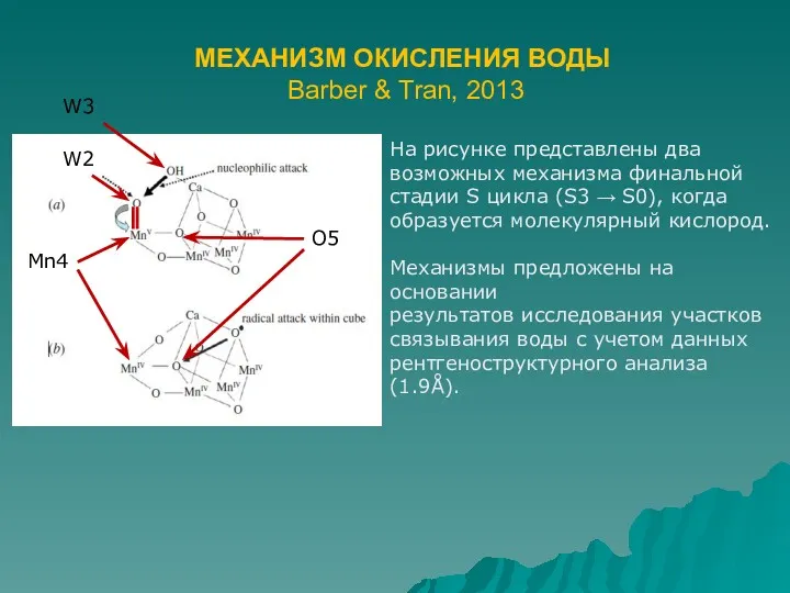 МЕХАНИЗМ ОКИСЛЕНИЯ ВОДЫ Barber & Tran, 2013 На рисунке представлены