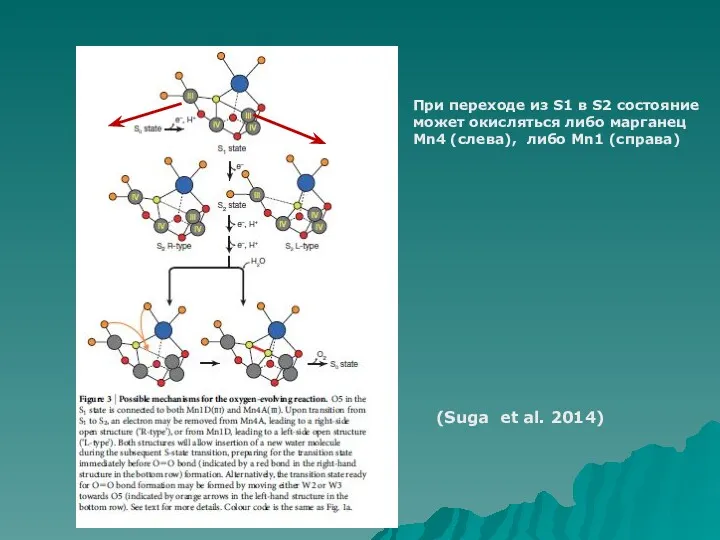 (Suga et al. 2014) При переходе из S1 в S2