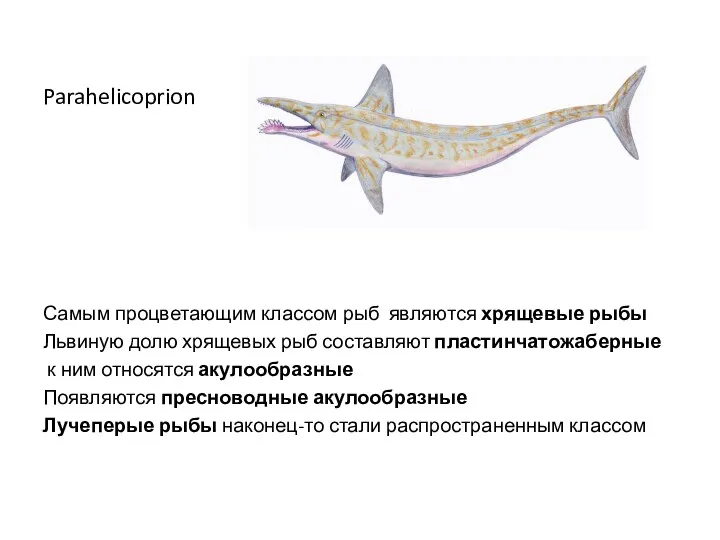 Parahelicoprion Самым процветающим классом рыб являются хрящевые рыбы Львиную долю