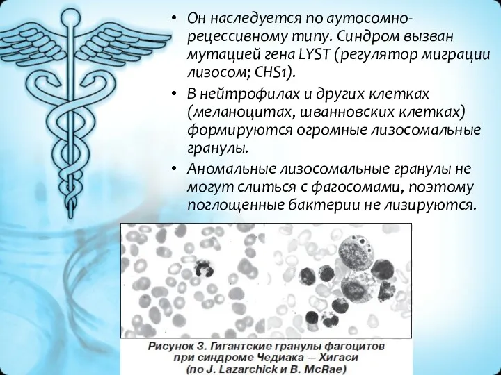 Он наследуется по аутосомно-рецессивному типу. Синдром вызван мутацией гена LYST