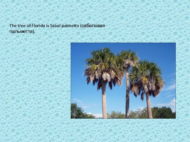 The tree of Florida is Sabal palmetto (сабаловая пальметта).