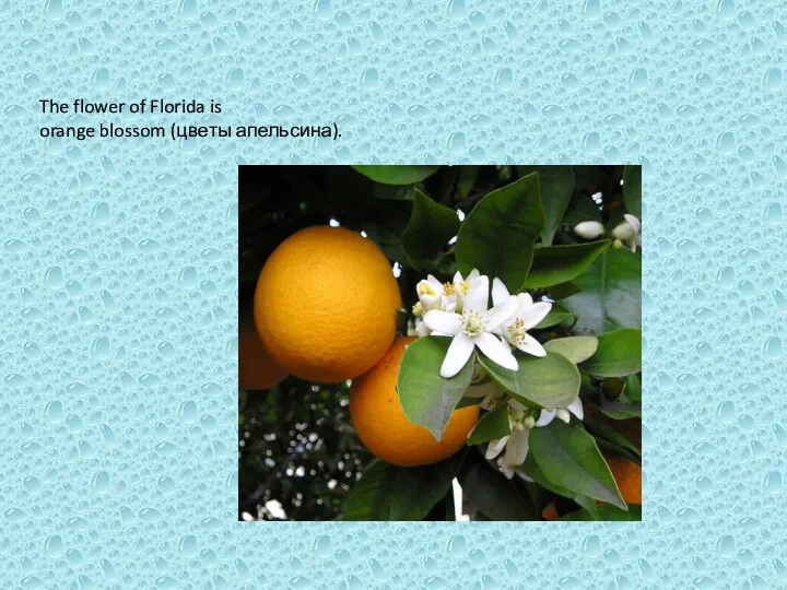 The flower of Florida is orange blossom (цветы апельсина).