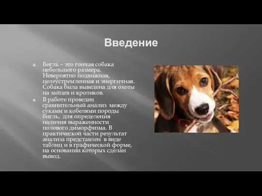 Введение Бигль – это гончая собака небольшого размера. Невероятно подвижная, целеустремленная и энергичная.