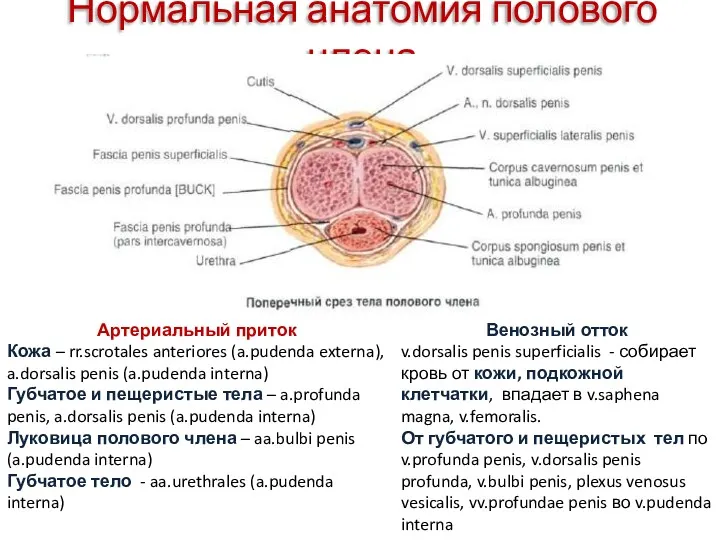 Нормальная анатомия полового члена Артериальный приток Кожа – rr.scrotales anteriores (a.pudenda externa), a.dorsalis