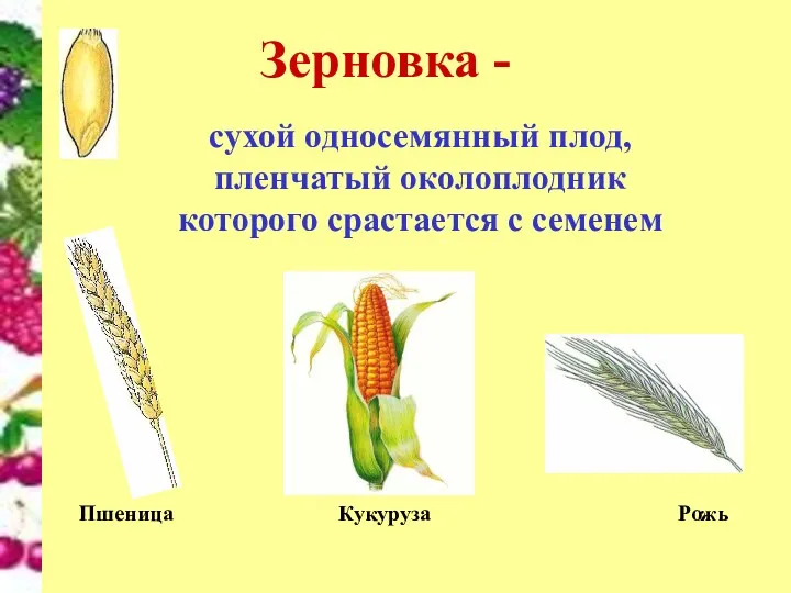 Зерновка - сухой односемянный плод, пленчатый околоплодник которого срастается с семенем Пшеница Кукуруза Рожь