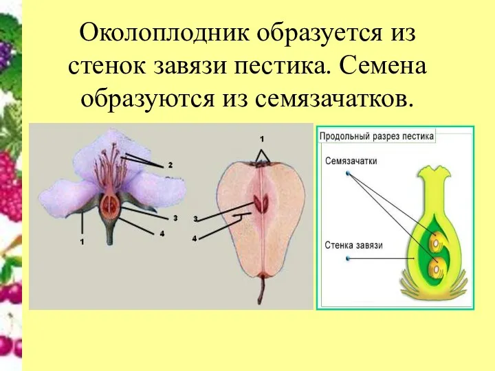 Околоплодник образуется из стенок завязи пестика. Семена образуются из семязачатков.