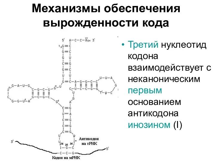 Механизмы обеспечения вырожденности кода Третий нуклеотид кодона взаимодействует с неканоническим первым основанием антикодона инозином (I)