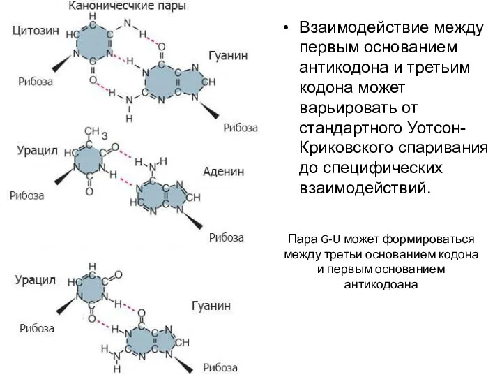 Взаимодействие между первым основанием антикодона и третьим кодона может варьировать