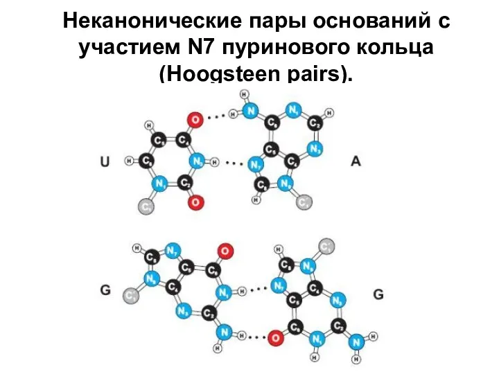 Неканонические пары оснований с участием N7 пуринового кольца (Hoogsteen pairs).