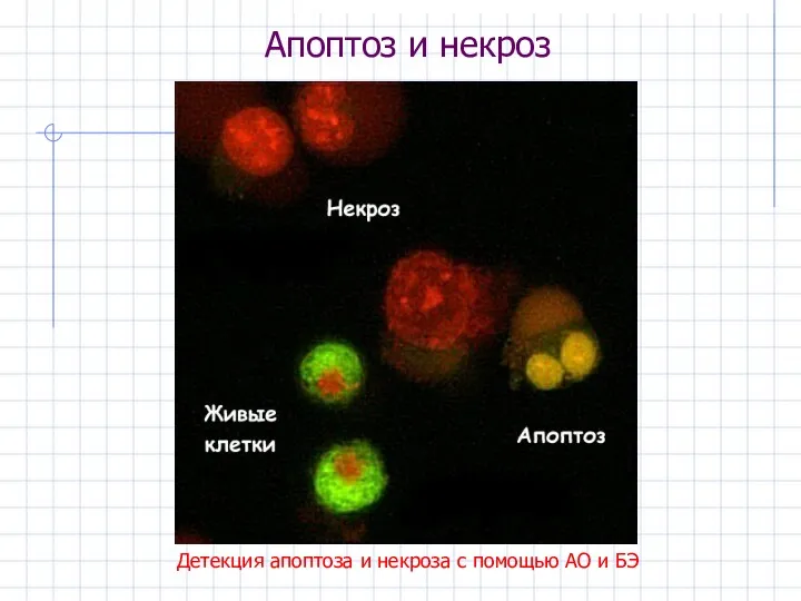 Апоптоз и некроз Детекция апоптоза и некроза с помощью АО и БЭ