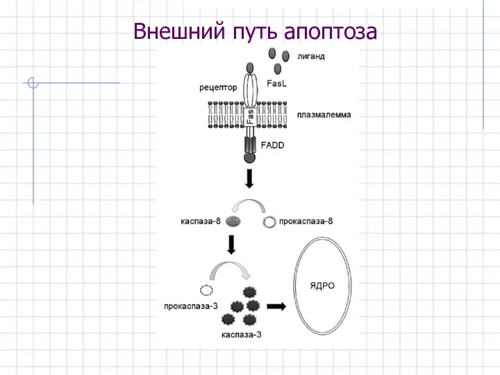 Внешний путь апоптоза