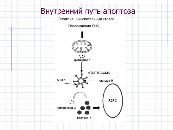 Внутренний путь апоптоза