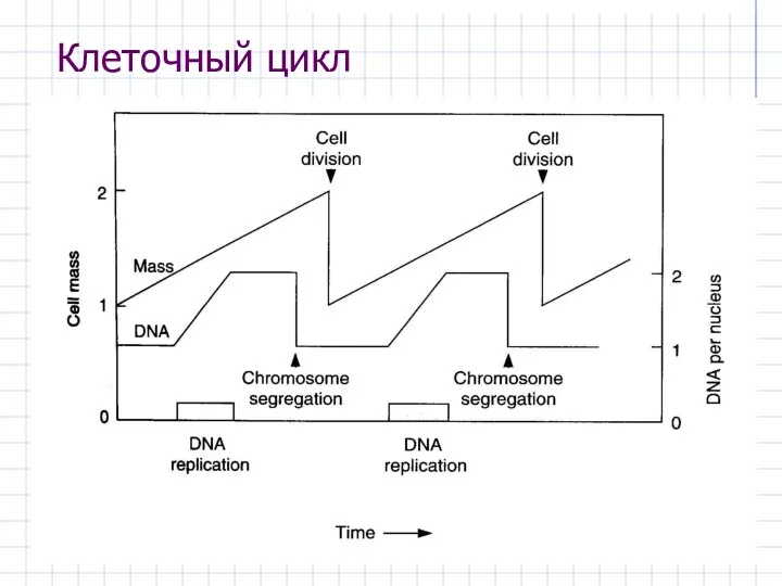 Клеточный цикл