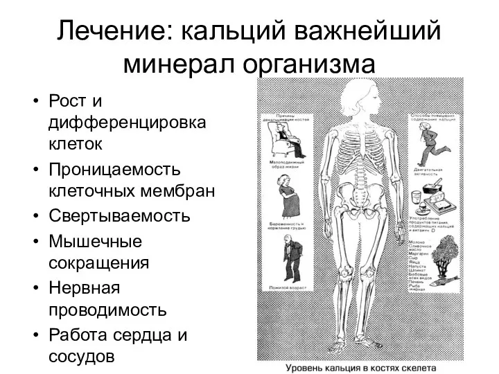 Лечение: кальций важнейший минерал организма Рост и дифференцировка клеток Проницаемость