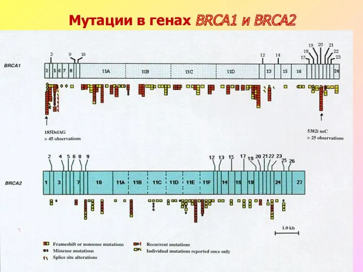 Мутации в генах BRCA1 и BRCA2
