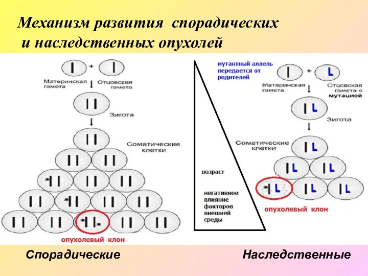 Механизм развития спорадических и наследственных опухолей Спорадические Наследственные