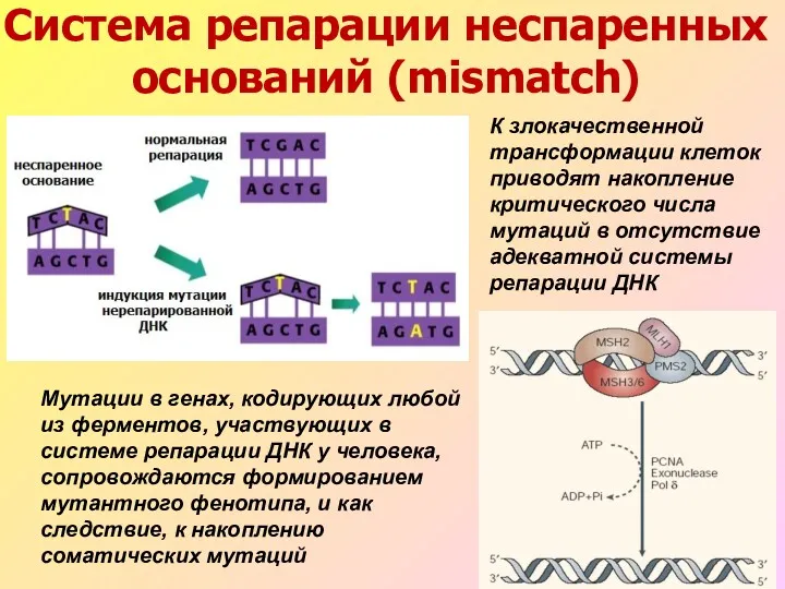 К злокачественной трансформации клеток приводят накопление критического числа мутаций в