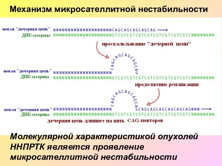 Механизм микросателлитной нестабильности Молекулярной характеристикой опухолей ННПРТК является проявление микросателлитной нестабильности