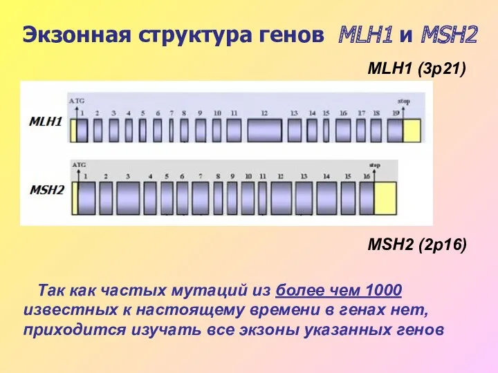 Экзонная структура генов MLH1 и MSH2 Так как частых мутаций