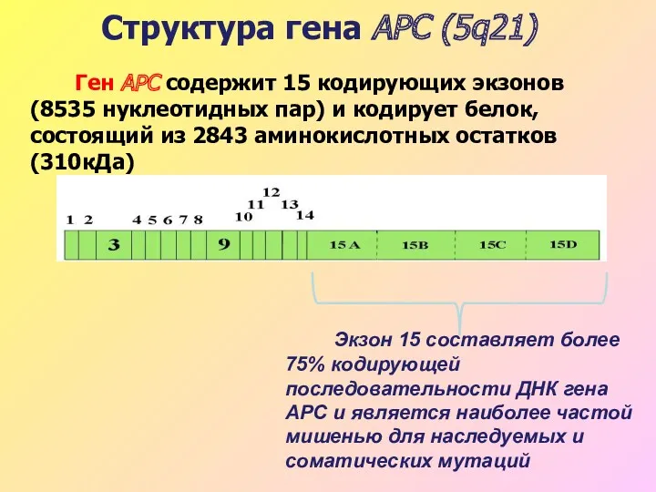 Структура гена APC (5q21) Ген APC содержит 15 кодирующих экзонов