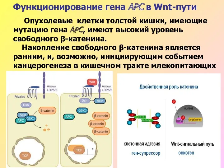 Функционирование гена АРС в Wnt-пути Опухолевые клетки толстой кишки, имеющие