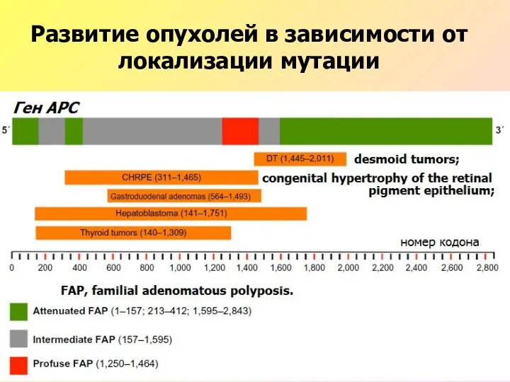 Развитие опухолей в зависимости от локализации мутации