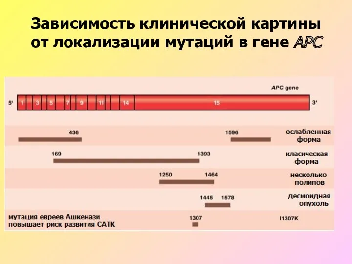 Зависимость клинической картины от локализации мутаций в гене APC