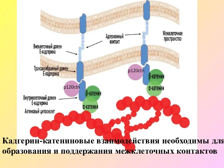 Кадгерин-катениновые взаимодействия необходимы для образования и поддержания межклеточных контактов