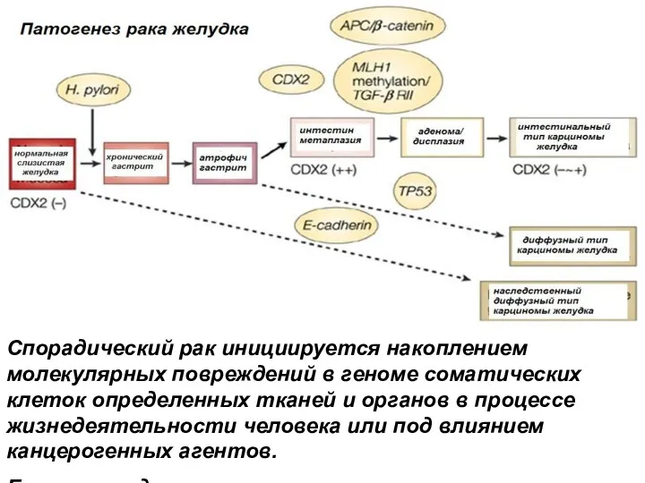 Спорадический рак инициируется накоплением молекулярных повреждений в геноме соматических клеток