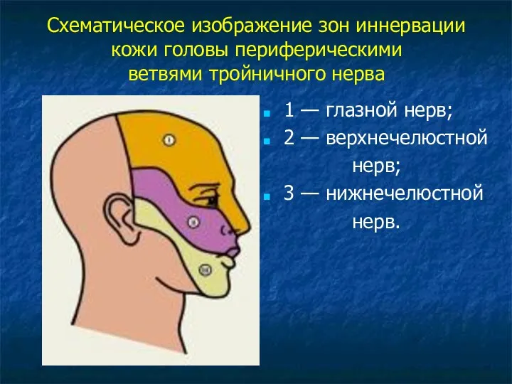 Схематическое изображение зон иннервации кожи головы периферическими ветвями тройничного нерва