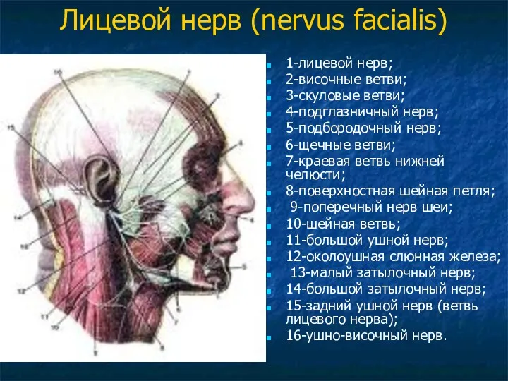 Лицевой нерв (nervus facialis) 1-лицевой нерв; 2-височные ветви; 3-скуловые ветви;