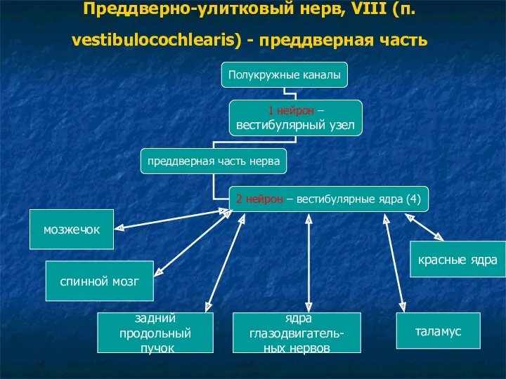 Преддверно-улитковый нерв, VIII (п. vestibulocochlearis) - преддверная часть мозжечок спинной