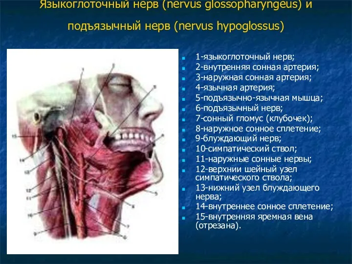 Языкоглоточный нерв (nervus glossopharyngeus) и подъязычный нерв (nervus hypoglossus) 1-языкоглоточный